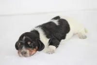 Todo, a male Miniature Dachshund for sale in Canton, TX – 1 of 4