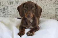 Leather, a male Miniature Dachshund for sale in Canton, TX – 9 of 9