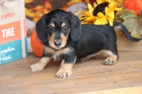 Glory, a female Miniature Dachshund for sale in Canton, TX – 4 of 6