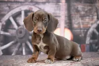 Leather, a male Miniature Dachshund for sale in Canton, TX – 2 of 5