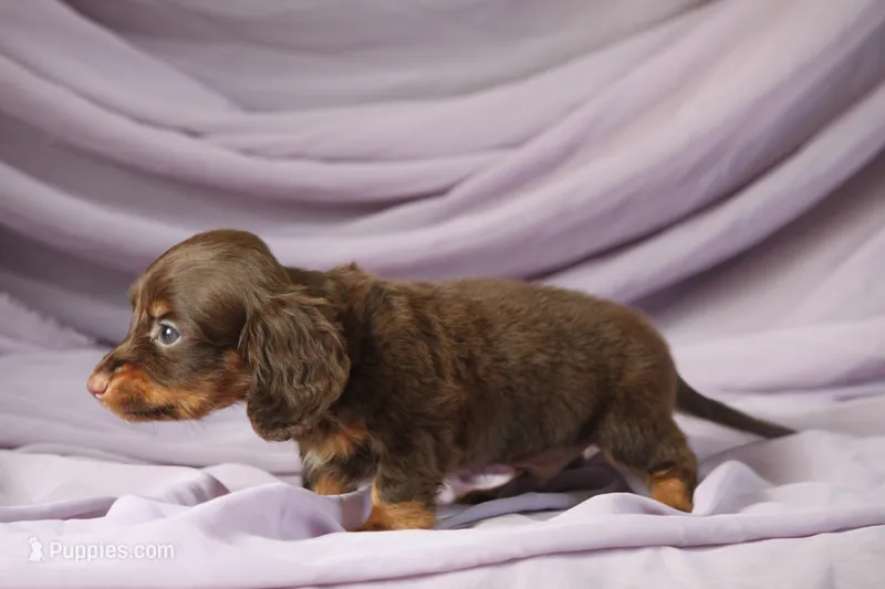 Tru – Miniature Dachshund puppy for sale in Canton, TX