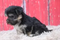 Finlo , a male Havanese for sale in Canton, TX – 6 of 9