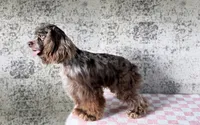 Pretzel , a male Cocker Spaniel for sale in Canton, TX – 2 of 2