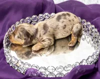 Ajax, a male Miniature Dachshund for sale in Canton, TX – 3 of 5