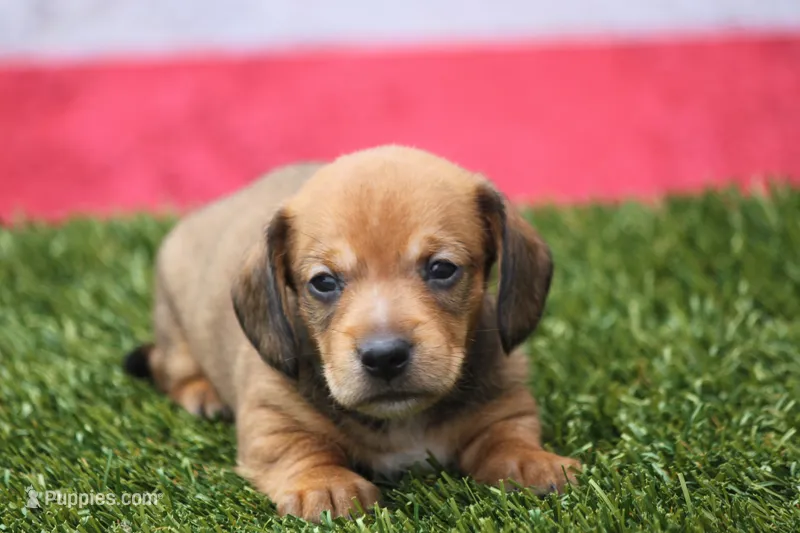 Malachi – Miniature Dachshund puppy for sale in Canton, TX