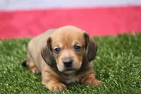 Malachi wire hair, a male Miniature Dachshund for sale in Canton, TX – 6 of 10
