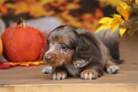 LaVita , a female Miniature Dachshund for sale in Canton, TX – 9 of 9