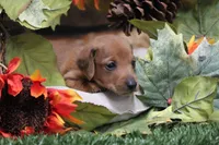 Sampson, a male Miniature Dachshund for sale in Canton, TX – 4 of 9