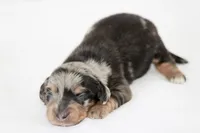 Tolkien, a male Miniature Dachshund for sale in Canton, TX – 3 of 5