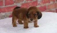 Nape, a female Miniature Dachshund for sale in Canton, TX – 4 of 8