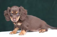 Triumph , a female Miniature Dachshund for sale in Canton, TX – 6 of 8