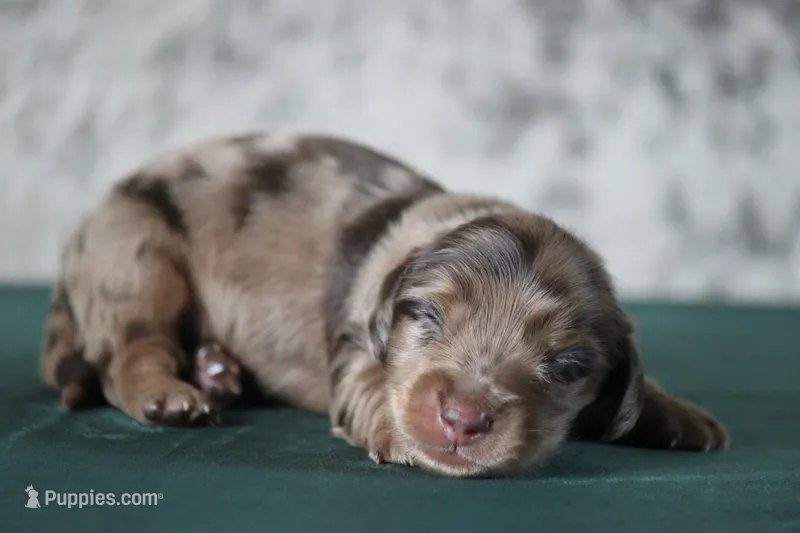 Torque – Miniature Dachshund puppy for sale in Canton, TX