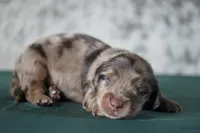 Torque, a male Miniature Dachshund for sale in Canton, TX – 1 of 3