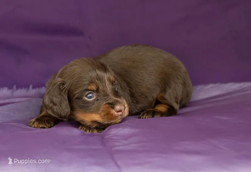 Tiki – Miniature Dachshund puppy for sale in Canton, TX