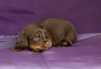 Tiki, a male Miniature Dachshund for sale in Canton, TX – 1 of 4