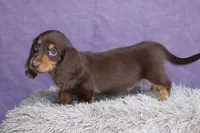 Brandy, a female Miniature Dachshund for sale in Canton, TX – 3 of 8