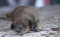 Nape, a female Miniature Dachshund for sale in Canton, TX – 1 of 4