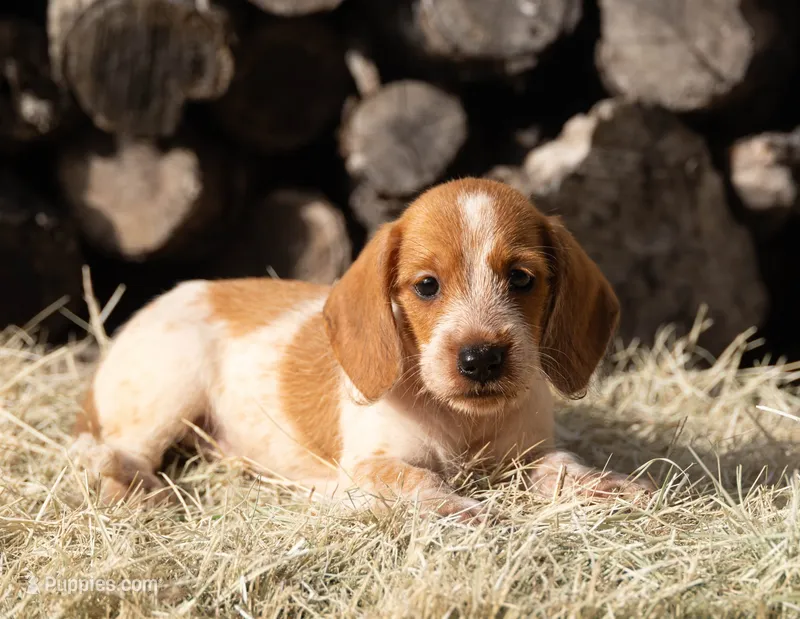Moses wire hair – Miniature Dachshund puppy for sale in Canton, TX
