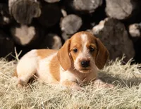 Moses wire hair, a male Miniature Dachshund for sale in Canton, TX – 3 of 10