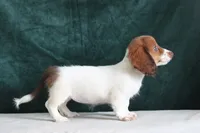 Jorey , a female Miniature Dachshund for sale in Canton, TX – 6 of 10