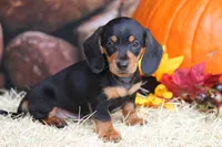 Gander, a male Miniature Dachshund for sale in Canton, TX – 2 of 4