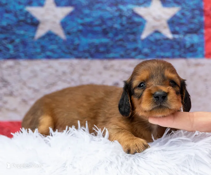 Nile – Miniature Dachshund puppy for sale in Canton, TX