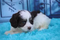 Hiccup, a female Cockapoo for sale in Canton, TX – 2 of 10