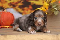 LaVita , a female Miniature Dachshund for sale in Canton, TX – 6 of 9