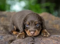 Tru, a male Miniature Dachshund for sale in Canton, TX – 2 of 3