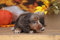 LaVita , a female Miniature Dachshund for sale in Canton, TX – 7 of 9