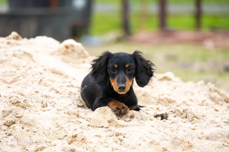 Raff – Miniature Dachshund puppy for sale in Canton, TX