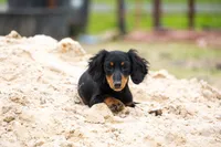 Raff, a female Miniature Dachshund for sale in Canton, TX – 1 of 5