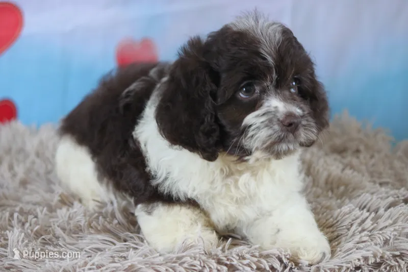 Hexa  – Cockapoo puppy for sale in Canton, TX