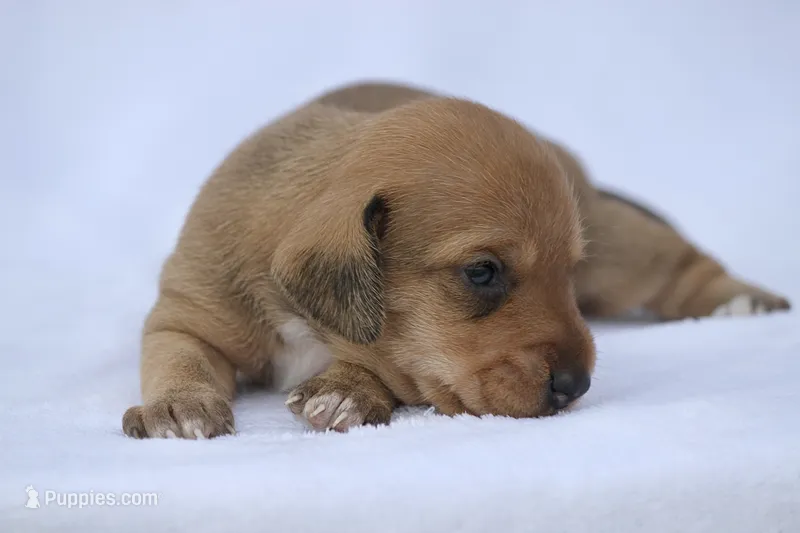 Matri  – Miniature Dachshund puppy for sale in Canton, TX