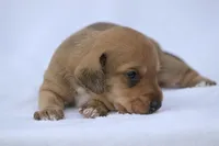 Matri Wire Hair, a female Miniature Dachshund for sale in Canton, TX – 8 of 9