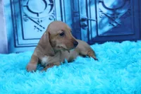 Matri Wire Hair, a female Miniature Dachshund for sale in Canton, TX – 5 of 9