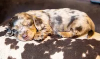 Torque, a male Miniature Dachshund for sale in Canton, TX – 5 of 10