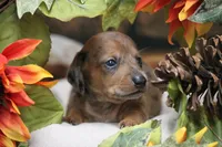 Sailor , a female Miniature Dachshund for sale in Canton, TX – 1 of 9