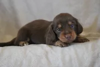 Brandy, a female Miniature Dachshund for sale in Canton, TX – 2 of 4
