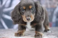 Leddie, a female Miniature Dachshund for sale in Canton, TX – 4 of 4