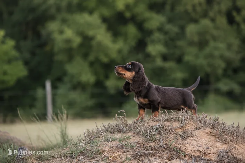 Tandy – Miniature Dachshund puppy for sale in Canton, TX