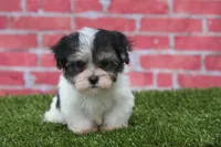 Flint, a male Havanese for sale in Canton, TX – 5 of 9