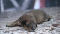 Nape, a female Miniature Dachshund for sale in Canton, TX – 2 of 4