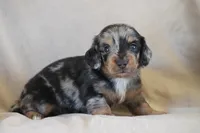 Whiskey, a male Miniature Dachshund for sale in Canton, TX – 5 of 8