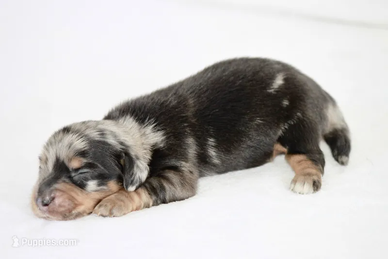 Tolkien – Miniature Dachshund puppy for sale in Canton, TX
