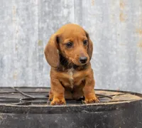 Gus, a male Miniature Dachshund for sale in Canton, TX – 3 of 7
