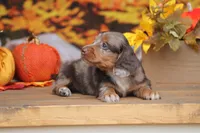 LaVita , a female Miniature Dachshund for sale in Canton, TX – 4 of 9