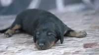 Nata, a female Miniature Dachshund for sale in Canton, TX – 3 of 5