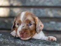 Turbo, a male Miniature Dachshund for sale in Canton, TX – 2 of 5