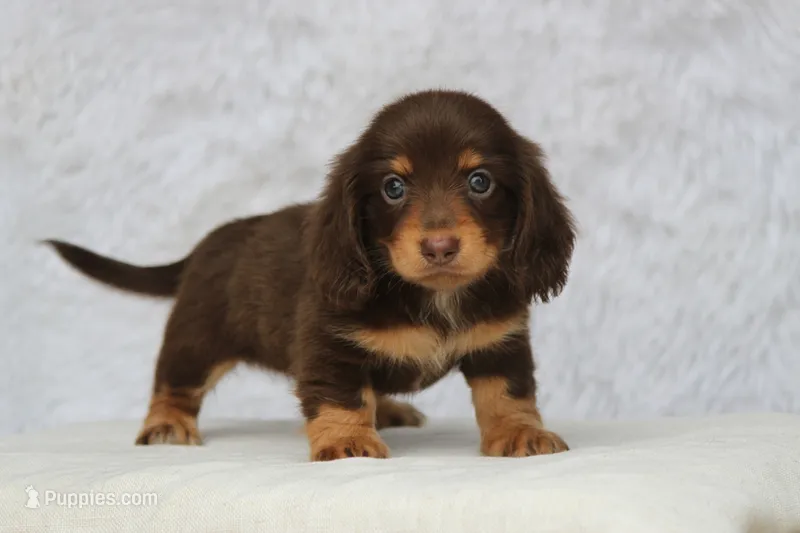 Brandy – Miniature Dachshund puppy for sale in Canton, TX